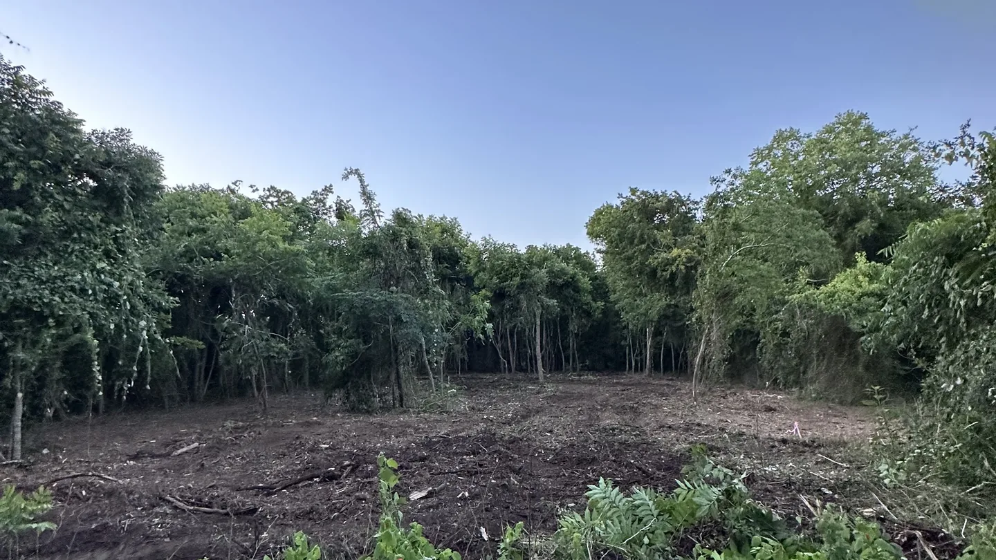 Cleared ground opening up a thick stand of trees, land clearing