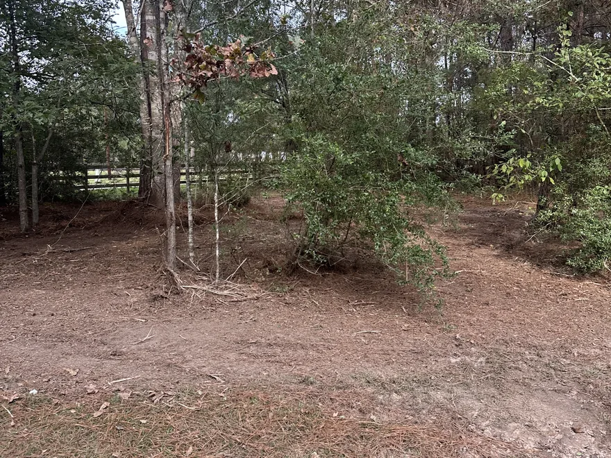 Ground cleared of brush beneath the trees with a rail fence behind, fence line clearing