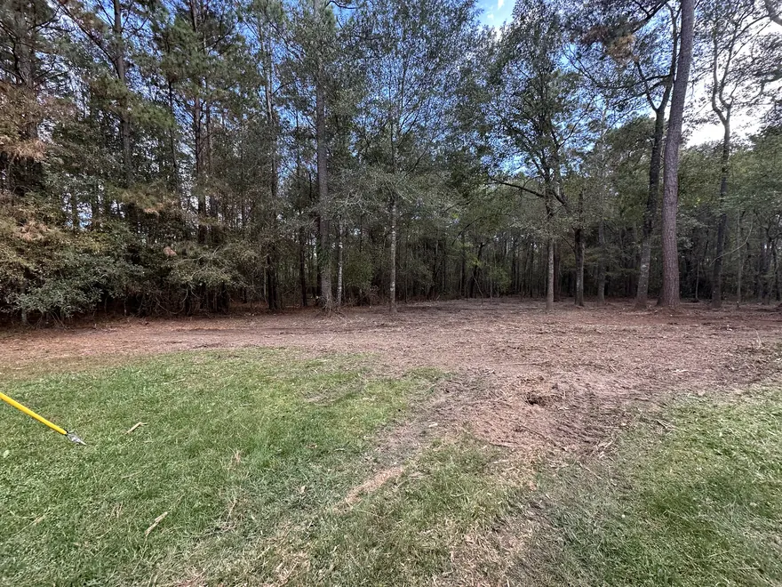 Woods floor mulched clean under tall pines beside a lawn, forestry mulching