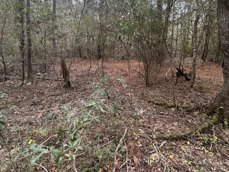 Cut brush and mulched ground among the trees, forestry mulching
