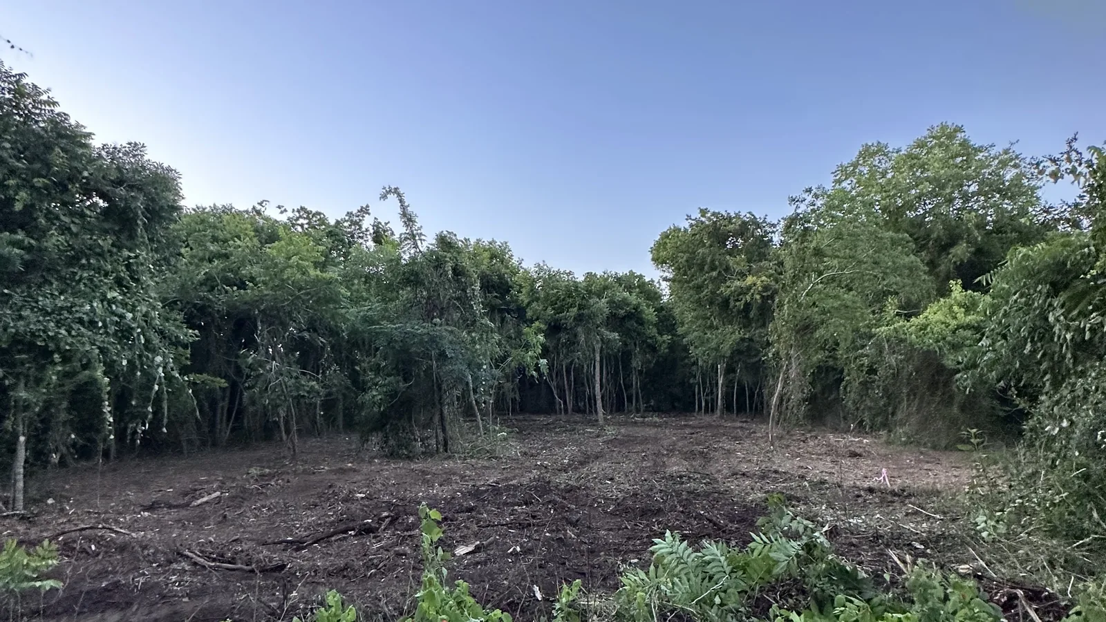 Land clearing in Rosenberg, TX